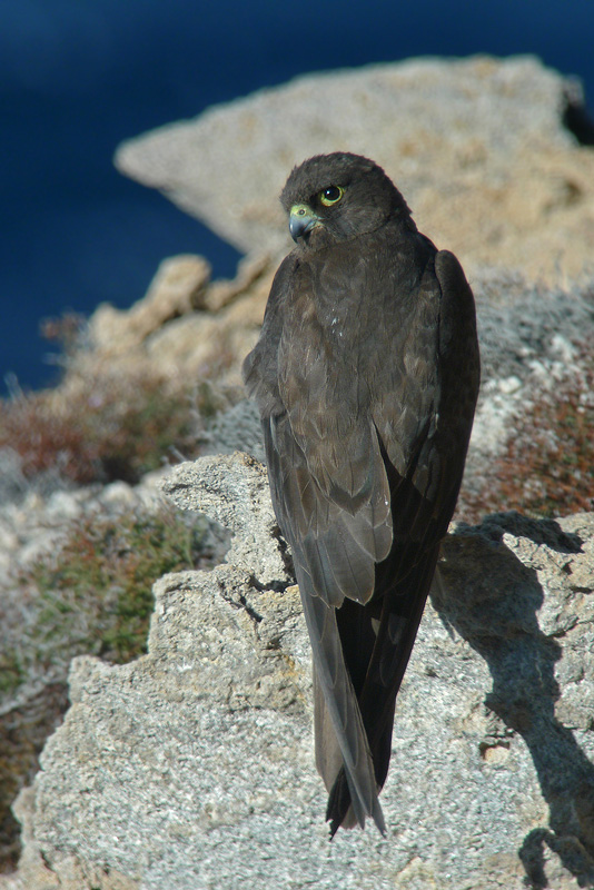 Falco della regina in Digiscoping